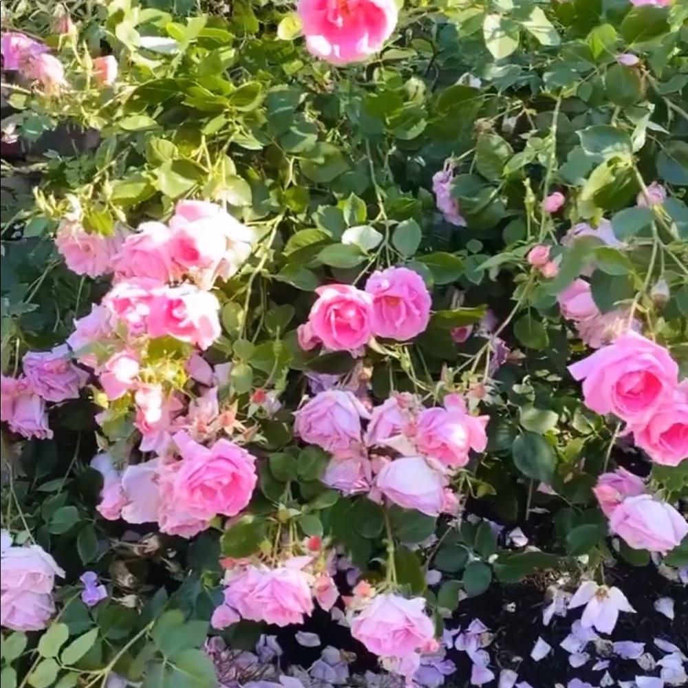 💗 ❤️‍🩹 Offers Welcome - Picture 2 of 2